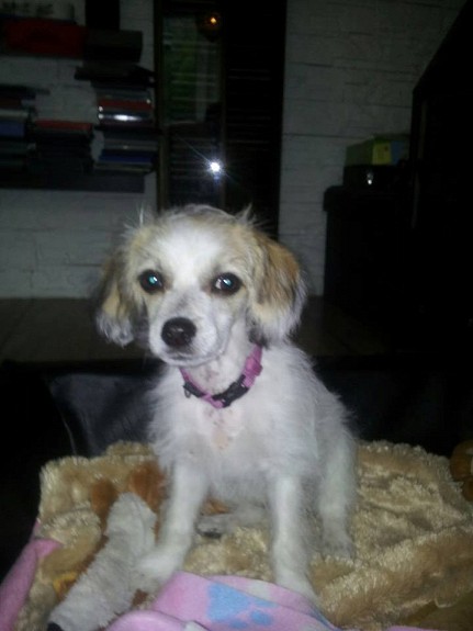 Chinese crested /powder puff