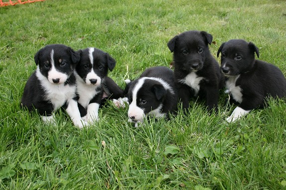 2 hanner søker godt og trygt hjem.
<br>Født 13 mai, leveringsklare fra 11. juli (ca 8,5 uker gamle)
<br>
<br>Mor: Blanding labrador og border collie (har imponerende godt gemytt og er en kosete hund som liker svært godt å gå turer)
<br>Far: blanding med tydelige trekk av huskey (også en rolig gemyttlig inne hund, som liker turer og kos)
<br>
<br>Valpene vokser opp inne på stua vår. Også vært mye ute i innhegning i hagen. Valpene er godt sosialiserte med både voksne og barn.
<br>
<br>Valpene får ormekur etter veterinærens anbefaling, og vil få sin første vaksine før levering. De vil også leveres med veterinærattest.
<br>
<br>Siden jeg jobber skift, kan det være jeg ikke får svart på tlf. Får du ikke svar, send melding, og jeg ringer tilbake.
<br>
<br>Beskrivelse av valpene ligger som bildetekst.