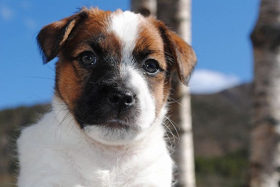 Kennel Jacks Over Border har nå fått fem valper,kun hannhunder.Disse er født 27.3.13 og er leveingsklar i uke 21/22.
<br>Kullet oppfyller Nkk og Terrierklubben sine kriterier.Begge foreldre er sjekket for patella og er Hd/Ad fri.Begge foreldre har gjennomført Mentalitestest(MH) med gode resultat.
<br>
<br>Mor:Heierås Centa
<br>Far:Bumsingens Chandler Bing \