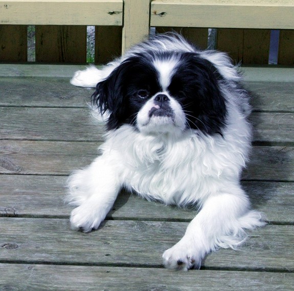 Japanese chin hanne