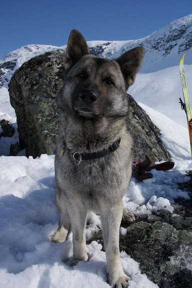 Valper av renraset elghund norsk grå selges. Født 23.03.2013. Leveringsklare rundt 1. juni.
<br>
<br>Selges chippet og registrert i NKK med veterinærattest og ferdig vaksinert.
<br>
<br>Begge foreldre er registrert i NKK med god stamtavle, er HD fri, har godt gemytt og har god jaktlyst.
<br>
<br>Kan være behjelpelig med å levere på hele Østlandet og Sør-Trøndelag.