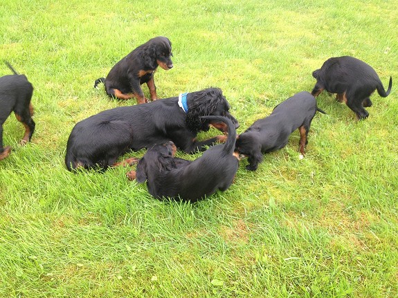 2 tisper og 2 hanner gordonsetter hvalper til salgs