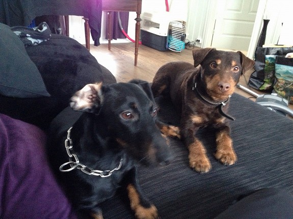 Blanding tyskjaktterrier/dachs