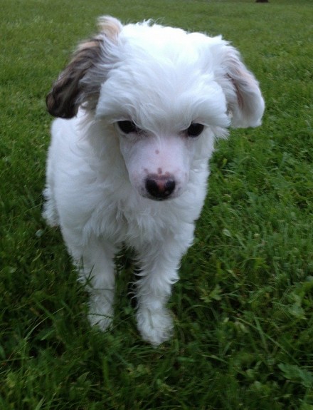 3. april fikk vi et kull på 3 nydelige chinese crested powder puff valper, 2 hanner og ei tispe. Vi har nå den hvite gutten igjen for salg.
<br>Begge foreldrene er helsesjekket og øyelyst, uten anmerkninger. De er trivelige familiehunder, med godt gemytt og god helse. Begge foreldrene har stamtavle og kommer fra premierte foreldre.
<br>Valpen vokser opp i en familie med barn, og blir godt sosialisert. Han blir vennet til bading, pelsstell, barbering og kloklipp. Han har vært med på flere bilturer, øver på å gå i bånd og han er i full gang med å bli tørr inne, og det går bra. 
<br>Valpen er: 
<br>- Registrert i NKK, 
<br>-Helsesjekket
<br>-Vaksinert
<br>-ID-merket
<br>-Behandlet med ormekur
<br>
<br>Vi ønsker at han kommer til et godt hjem, der dere har tid til å ta dere av han.
<br>
<br>Send gjerne en mail og fortell litt om deg selv, eller ring etter kl 17.00.
<br>
<br>Valpen er leveringsklar etter 1. juni.
<br>Ny eller brukt:
<br>Ny