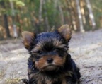 Yorkshire terrier mini til salgs