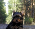 mini yorkshire terrier valper