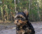 hund yorkshire terrier mini