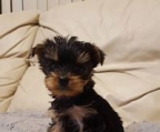 mini valp yorkshire terrier