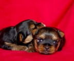 Yorkshire terrier i norge