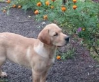 labrador retriever valper til salgs norge