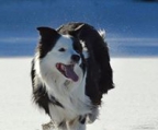 border collie valper til salgs norge