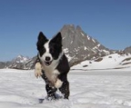 border collie valper til salgs norge