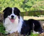 border collie valper til salgs norge