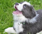 border collie valper til salgs norge