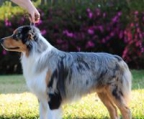 australian shepherd valper til salgs norge