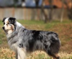 australian shepherd valper til salgs norge