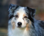 australian shepherd valper til salgs norge