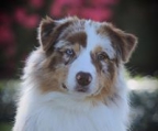 australian shepherd valper til salgs norge