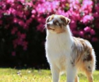 australian shepherd valper til salgs norge