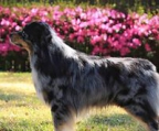 australian shepherd valper til salgs norge