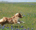 australian shepherd valper til salgs norge