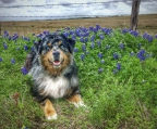 australian shepherd valper til salgs norge