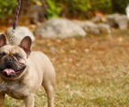 french bulldog hund