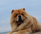 chow chow valp