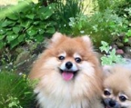 Pomeranian valper til salgs norge