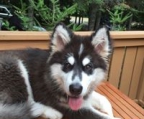 Malamute norge