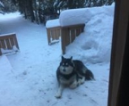 alaskan malamute hund til salgs