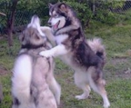 malamute oppdrett norge