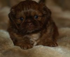 shih tzu valp pris