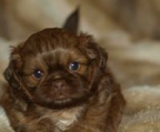 shih tzu oppdrett