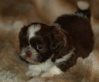 shih tzu valper norge