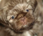 shih tzu valper brun