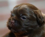 shih tzu ventes