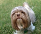 shih tzu hunder norge