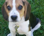 beagle norge