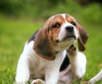 beagle hund til salgs