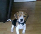 beagle valp