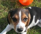 beagle valp tricolor