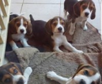 hunder beagle norge