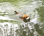 jakt beagle til salgs