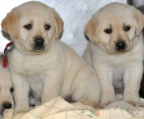 Labrador retriever valper til salgs