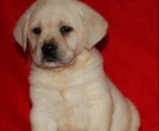 Labrador retriever valper til salgs