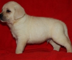 Labrador retriever valper til salgs