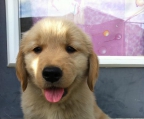 golden retriever  valper pris