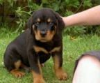 Rottweiler til salgs