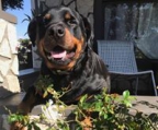 Rottweiler oppdretter Norge